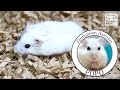 足を引きずっていたので病院に行きました。【ハムスター／ジャンガリアン】/Hamster POPO  sprained it.