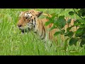 Royal bengal tiger at jaipur nahargarh zoological park