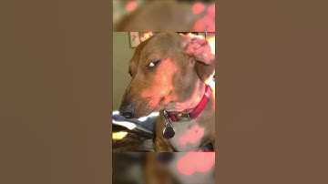 NEW CS2 BUG IN PREMIER