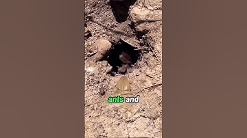 The Tarantula That Keeps a Pet Frog?