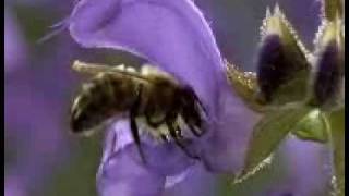 opylenie-rastenij-pchelami.flv