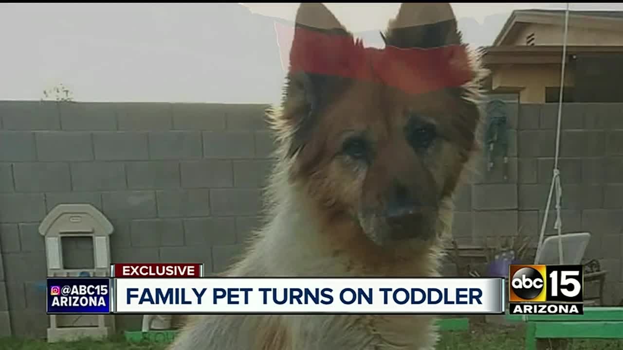 Family recovering after dog attacks child in San Tan Valley - YouTube