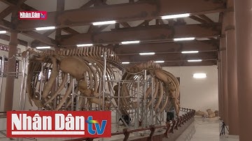 Phục dựng thành công hai bộ xương cá Ông 300 tuổi ở Lý Sơn