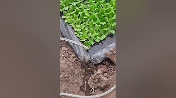 6 Stepke Electroválvula con arduino