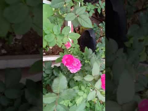 Video Hoa hồng Sheherazad rose - Hoa hồng Nhật hồng tím đẹp - youtube