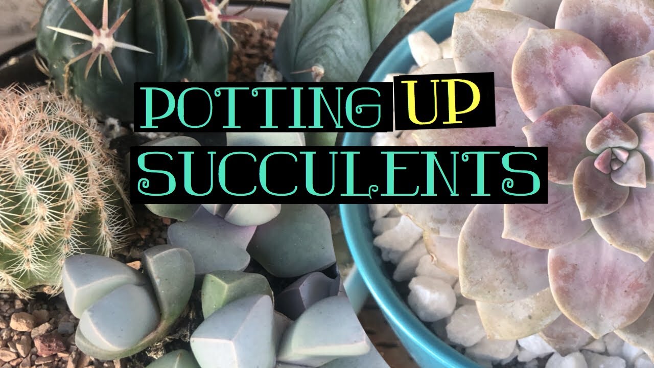 Potting Up Succulents! YouTube