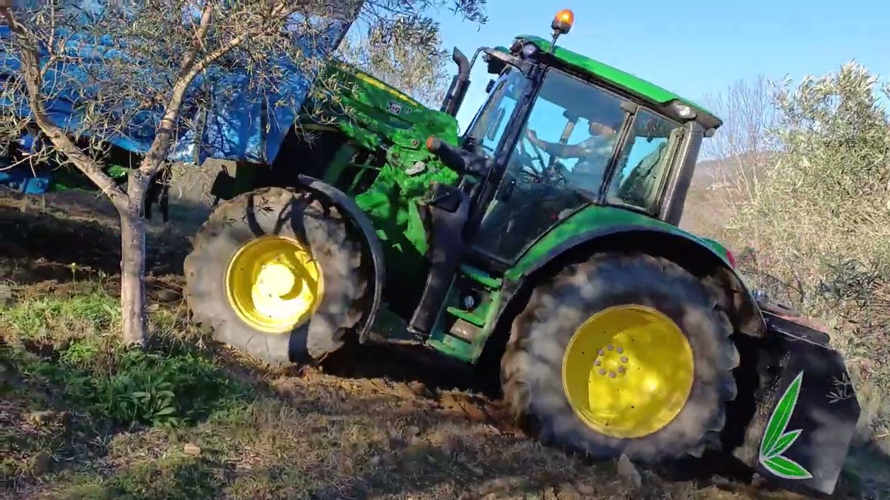 24-12-2024 (2.ª parte) Vareja Mecânica/Motorizada (Vilares da Vilariça) Apanha da Azeitona