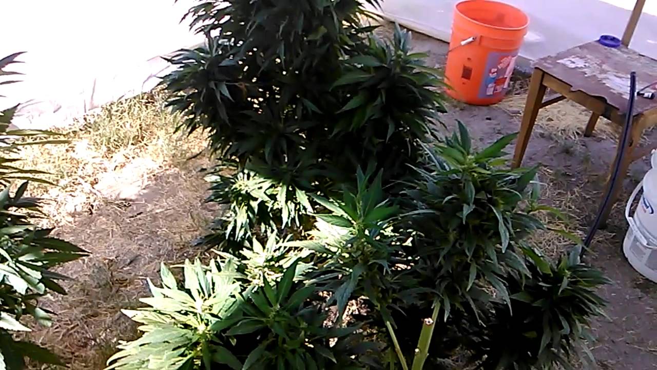 growing cannabis outdoor!
