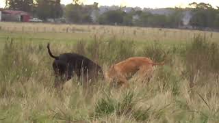 Galgos y Liebres 2024. by Marcos Adrian Machado 1,650 views 6 days ago 1 minute, 19 seconds