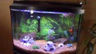 36 Gallon Bow Front Cichlid Tank