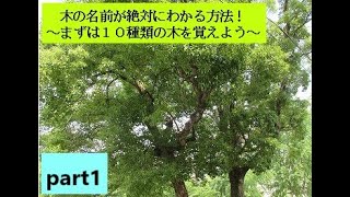 「木の名前が絶対にわかる方法！～まずは１０種類の木を覚えよう～」part1