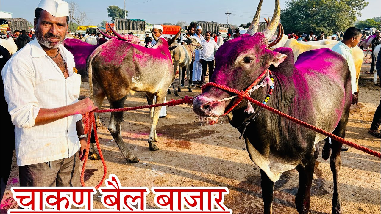 या वर्षातील शेवटचा‌ चाकण बैल बाजार.Chakan Bail Bajar.दि-30/12/2023,Bail Bazzar Chakan,#krushibhushan
