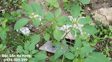 Cây tầm bóp (thù lù) và công dụng chữa bệnh ung thư, tiểu đường