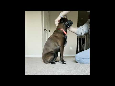 Dog Muzzle Training Step Four & Five: Desensitizing to Straps and Adding Movement