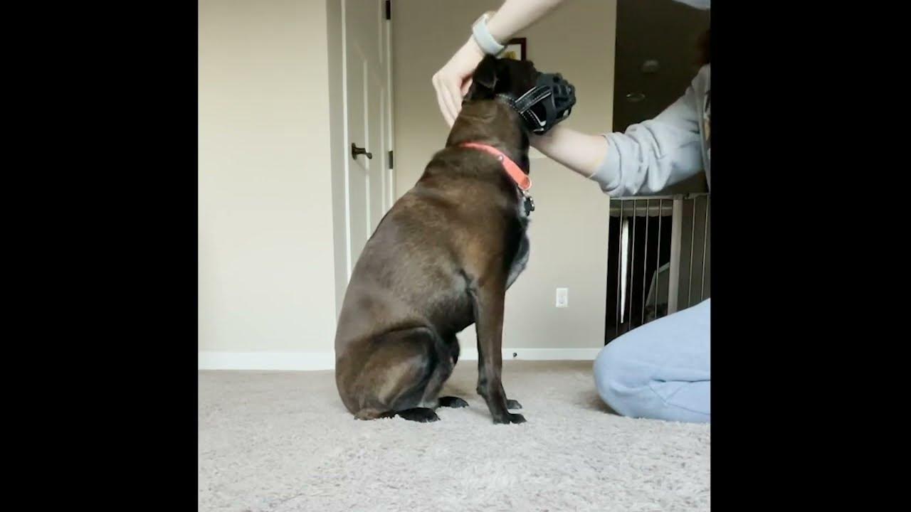 Dog Muzzle Training Step Four & Five Desensitizing to Straps and