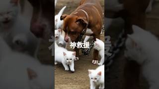 美國比特鬥牛犬神救援!,全場感動 🐾》#比特犬救援 #救小貓 #動物英雄 #人類最好的朋友 #反差感動 #汪星人神操作 #真實故事改編 #可愛又有力量