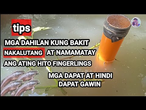 Video: 3 Mga Paraan upang Maging Nakatanga