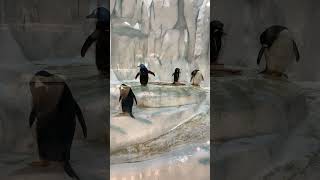 20230927 HK OCEAN PARK 香港海洋公園 巴布亞企鵝 Gentoo Penguin ペンギン　②