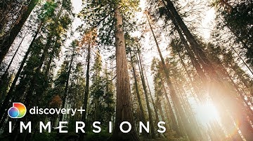 Sequoia Light | discovery+ Immersions (Slow TV)