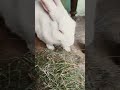 🐰🐇