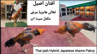 Thai Aseel Farm | Shamo Aseel | Thai Aseel Chicks | Pama Burmi Pakoy | Thailand Aseel Murga