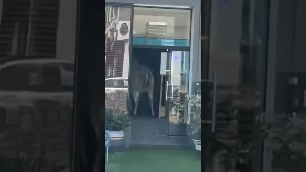 bull entered to steak house 😂 