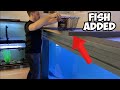 STOCKING MASSIVE 1,500 GALLON AQUARIUM WITH MONSTER FISH! Featuring A Special Guest!