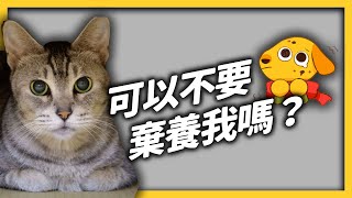 疫情後爆寵物棄養潮！寵物養不下去，該怎麼辦？棄養動物犯法嗎？｜志祺七七