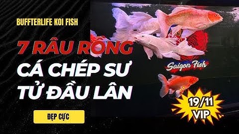 Khám Phá Sư Tử 7 Râu Rồng & Cá Chép Phi Tần Đủ Màu - Body Đẹp Tại Shop!