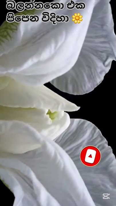 කොහොමද පිපෙන් විදිහා 🌼whate Buttferly  lris #  chanal ek subecride karanna ළමයෝ💗🥹හිතට