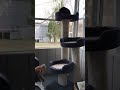 Zoey Barking at My Mom's Cat