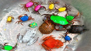 Kem Ốc và cua Chanel lái xe công nông đuổi theo con cua, con ếch, cua đỏ, ếch trắng, tung tung sahur