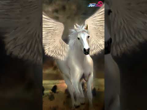 Interpretation Of A Dream About A White Horse With Wings