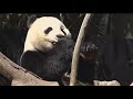 Zoo Atlanta sending beloved giant pandas back to China