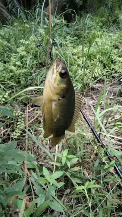 spot mancing yang adem sekali #shorts #mancing #ikan #spot #viral @sorotan