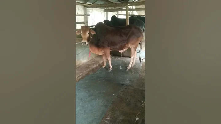 cow😲 urine moment - part 124 #shorts