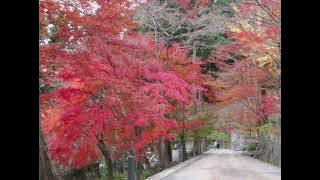 Đêm Buồn Tỉnh Lẻ cs Ngọc Sơn