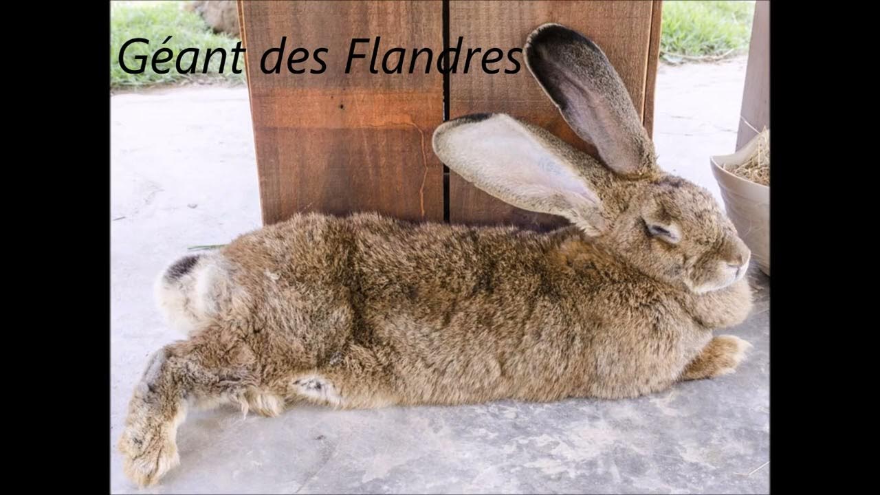 Фламандский гигантский кролик