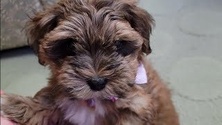 New Havanese Puppy added to our Family (4K) CAUTION VERY CUTE!!!