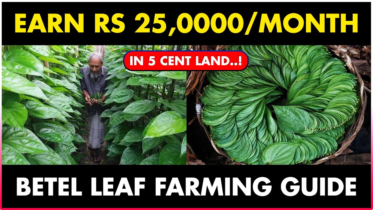 mannerel smartwatch uk