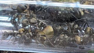 My One Queen Polyrachis Dives Colony | Update #1