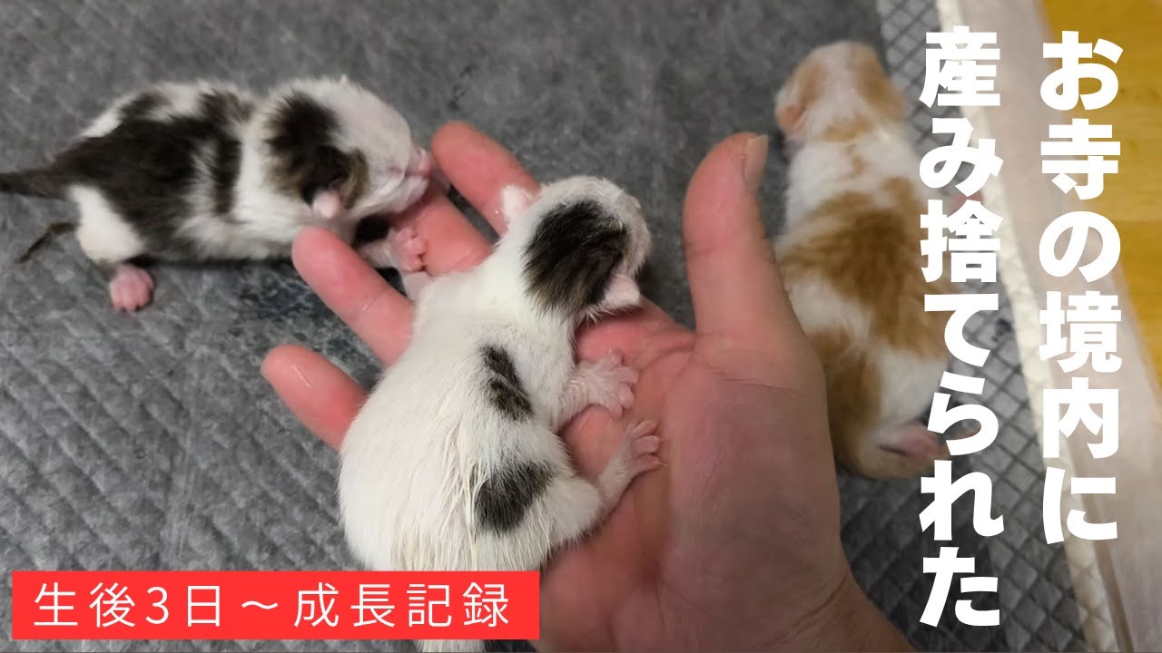 【保護猫】3日目～お寺の境内に産み捨てられた、へその緒が付いた100g以下の子猫3匹の成長記録。