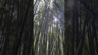 Bamboo Forest Kyoto - 4K View #shorts