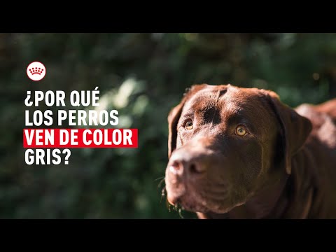 ¿Por qué los perros ven de color gris?