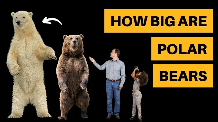 Unveiling the Enormity: Comparing the Size of Polar Bears to Humans