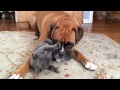 Boxer dog vs. baby hippo