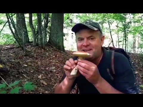 Video: Caccia tranquilla. funghi di capra