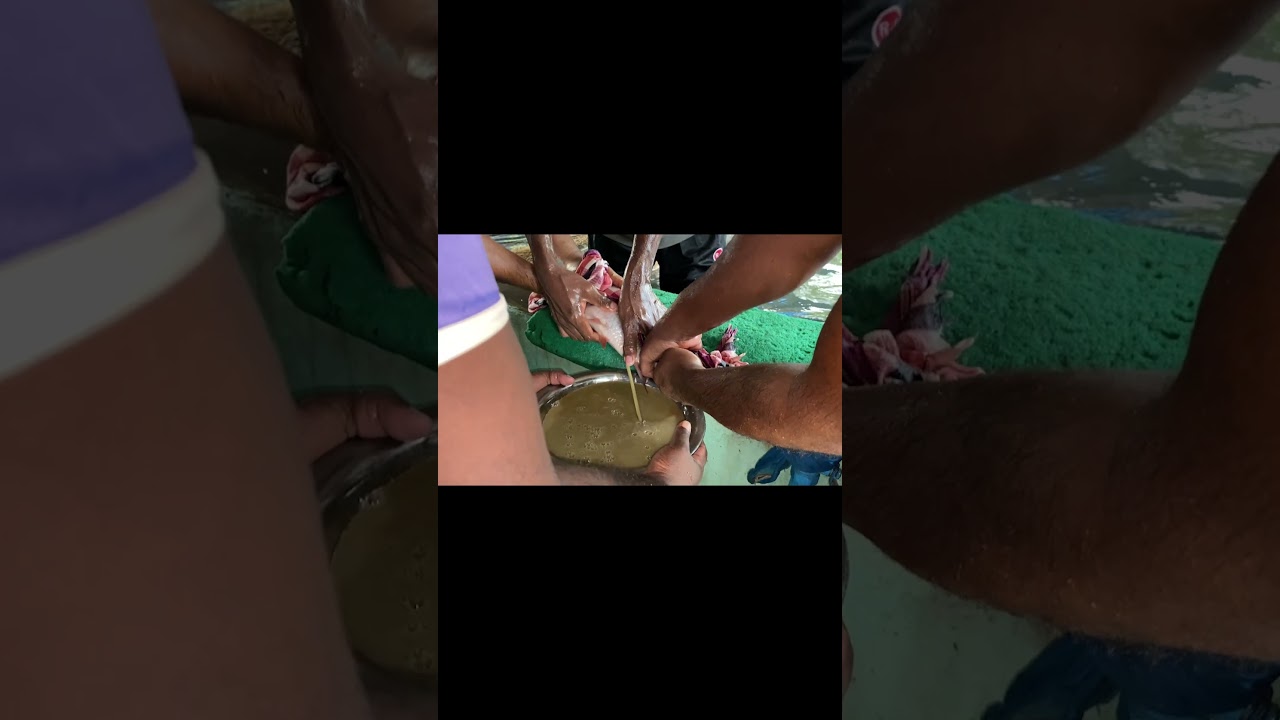 Extracting Fish Eggs by Gently Squeezing the Belly