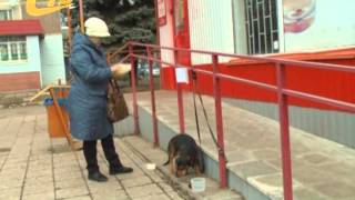 СОБАКА ЖДЕТ СВОЕГО ХОЗЯИНА СОБАКА ЖДЕТ СВОЕГО ХОЗЯИНА