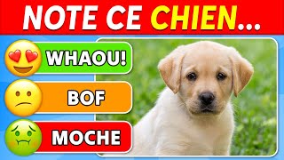 Tier List: Classe 50 RACES de CHIENS de la MEILLEURE à la PIRE 🐶🏆